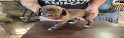 German Shorthaired Pointer dogs for sale: German Shorthaired Pointer 3 - Ad 2