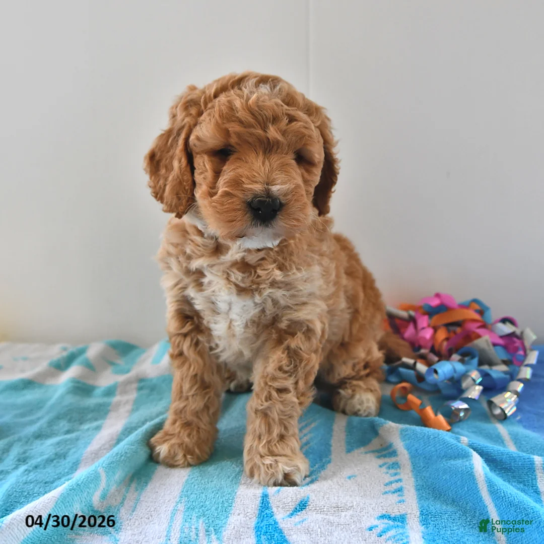 Mini Goldendoodle dogs for sale: Shadow - Ad 2