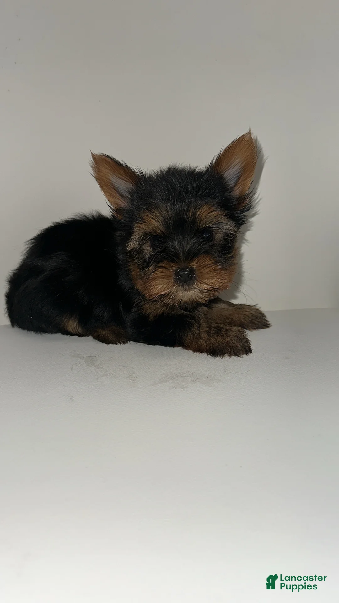 Yorkshire Terrier dogs for sale: Ken - Ad 2