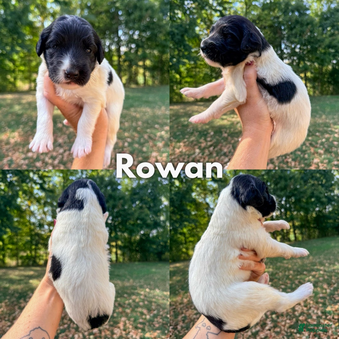 Saint Berdoodles dogs for sale: Rowan - Ad 7