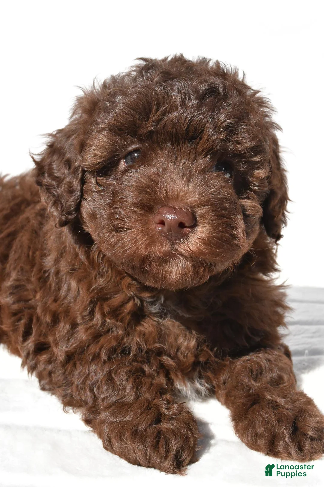 Miniature Poodle dogs for sale: Sasha - Ad 8
