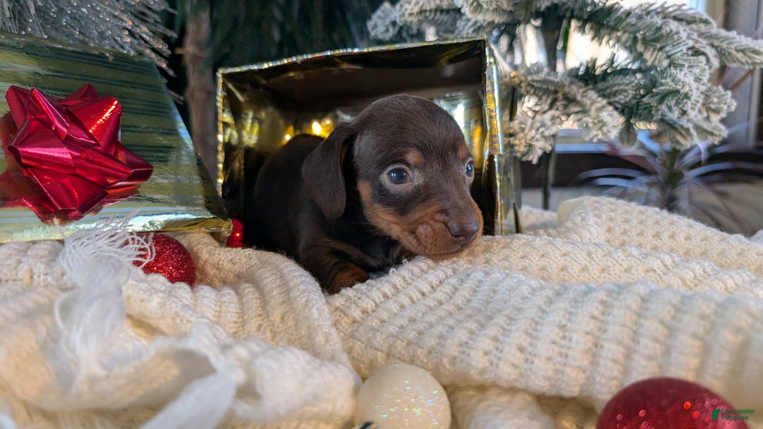 Miniature Dachshund dogs for sale: Flint - Ad 11