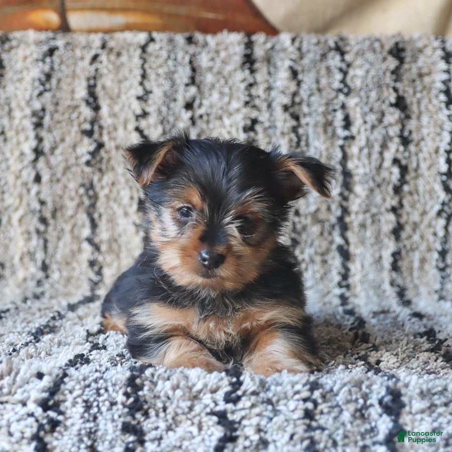 Yorkshire Terrier dogs Penny - Ad 1