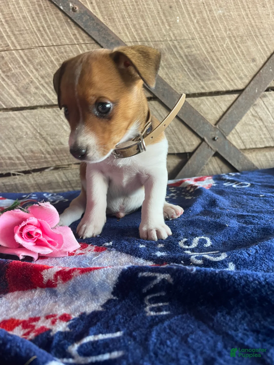 Jack Russell Terrier dogs for sale: Jack  - Ad 2