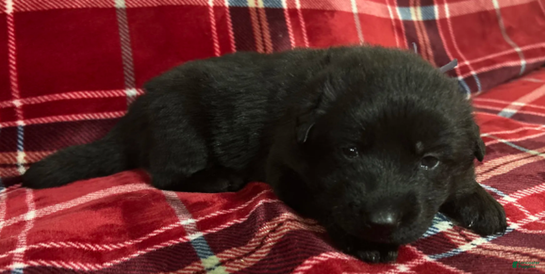 German Shepherd dogs for sale: Cody/Willow Purple - Ad 1