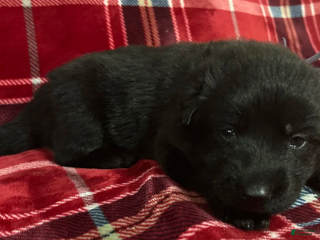 German Shepherd dogs Cody/Willow Purple - Ad 8