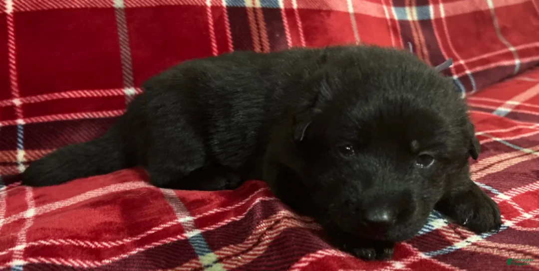 German Shepherd dogs for sale: Cody/Willow Purple - Ad 12