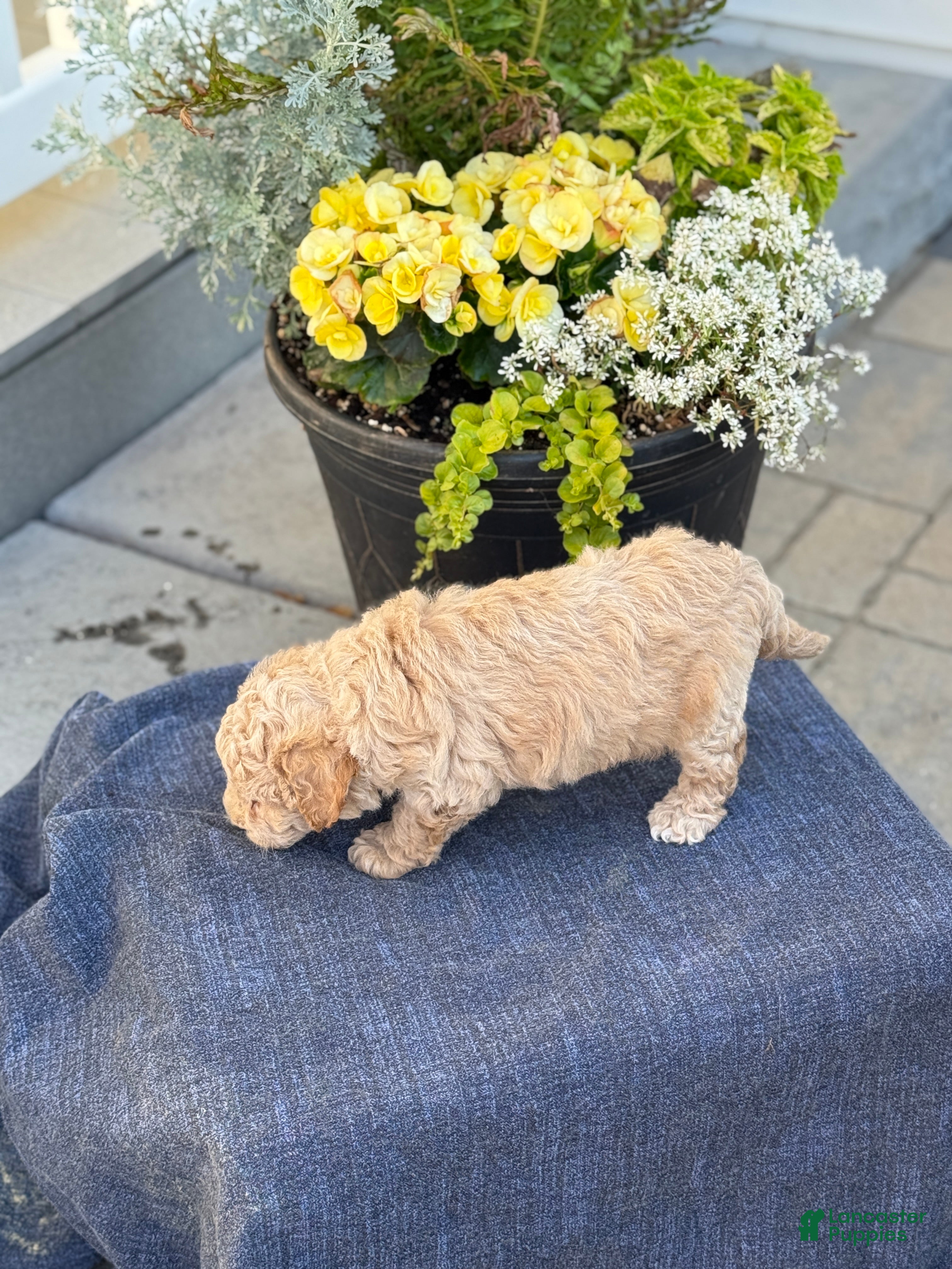 Bichpoo dogs for sale: Ford - Ad 10