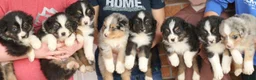 Australian Shepherd dogs for sale: Australian Shepherd Puppy 2 Blue Merles - Ad 5
