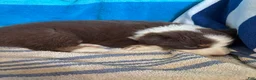 Australian Shepherd dogs for sale: Autumn (AKC) - Ad 9