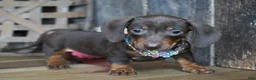 Miniature Dachshund dogs for sale: Molly - Ad 2