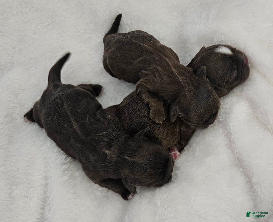 Shih Tzu dogs for sale: Shih Tzu Puppy 3 - Ad 2