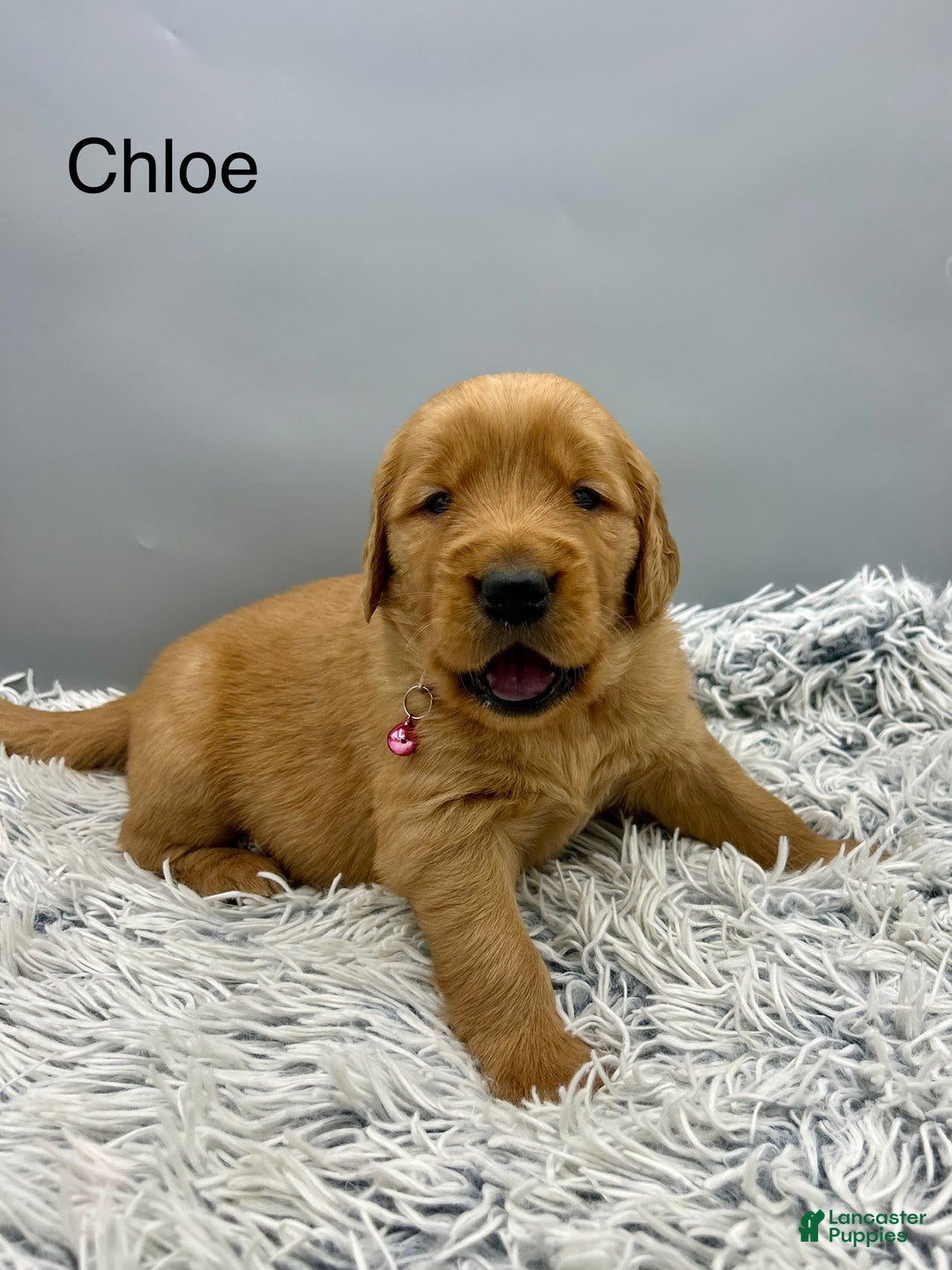 Golden Retriever dogs for sale: Golden Retriever Puppy chloe - Ad 5