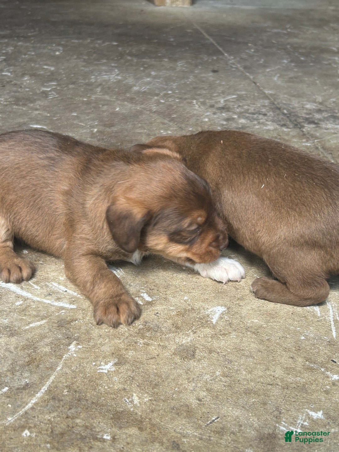 Jackapoo dogs for sale: Jackapoo Puppy 2 - Ad 5