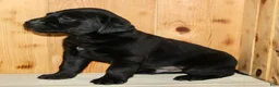 Labrador Retriever dogs for sale: Luca - Ad 6