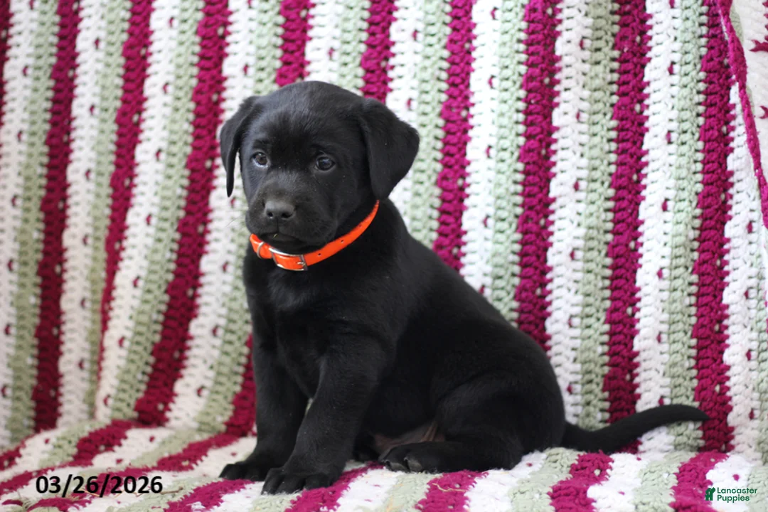 Labrador Retriever dogs for sale: Biscuit - Ad 10