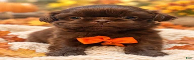 Chewy 