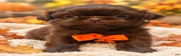 Shih Tzu dogs for sale: Chewy  - Ad 1