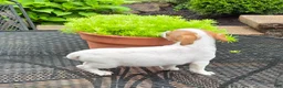 Jack Russell Terrier dogs for sale: Jack Russell Terrier 3 - Ad 4