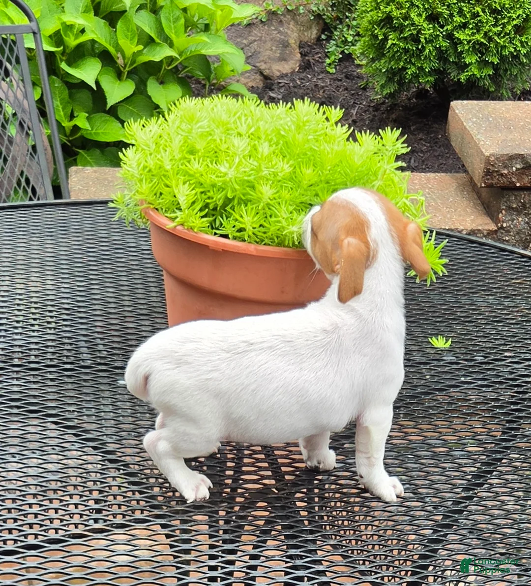 Jack Russell Terrier dogs for sale: Jack Russell Terrier 3 - Ad 4