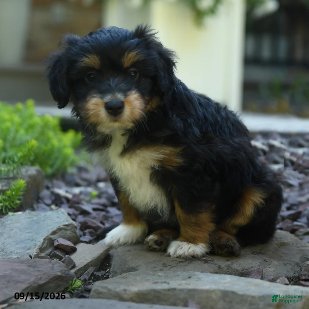 Aussiedoodle dogs for sale: Pistachio - Ad 2