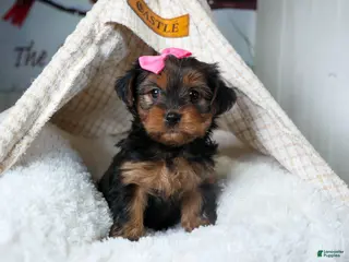 Yorkshire Terrier dogs CASSIE - Ad 2