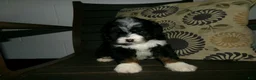 Mini Bernedoodle dogs for sale: Ashley - Ad 2