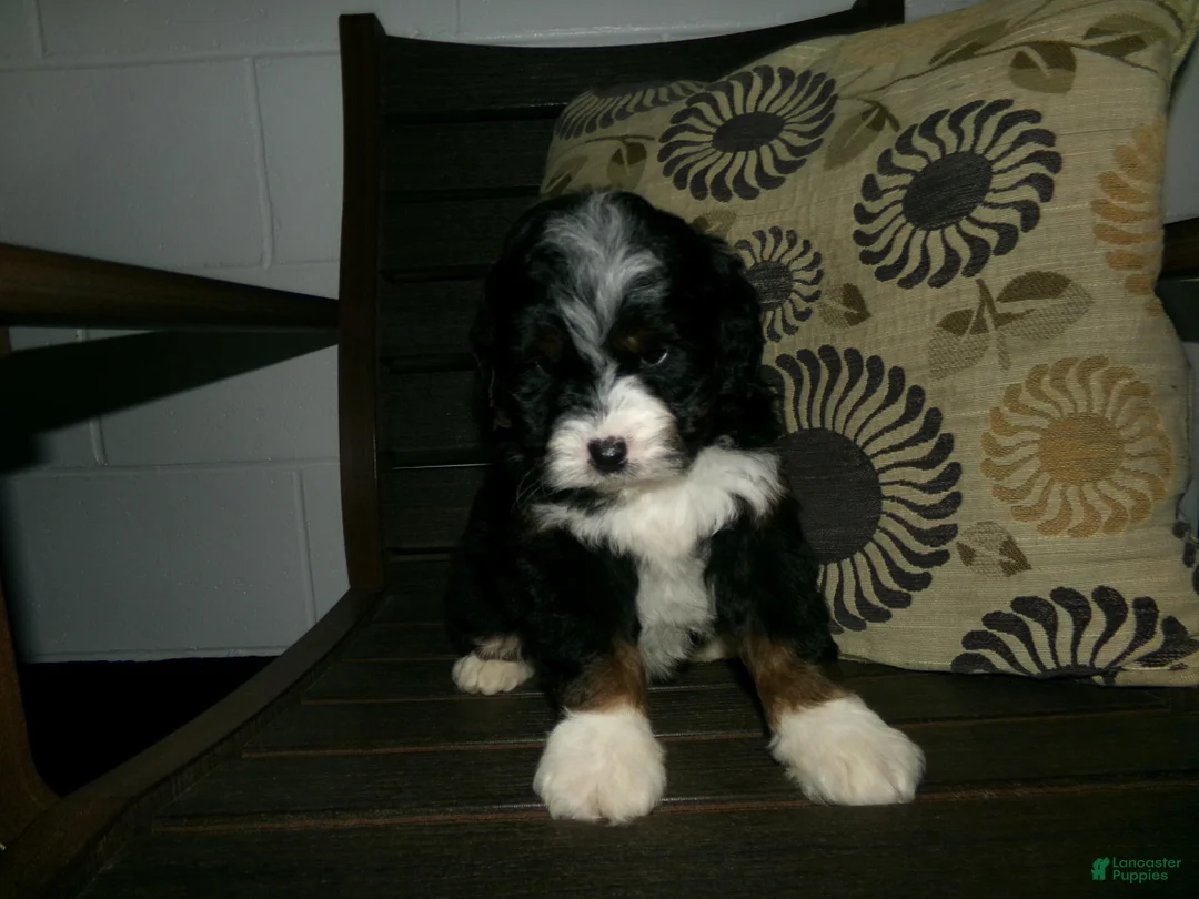 Mini Bernedoodle dogs for sale: Ashley - Ad 2