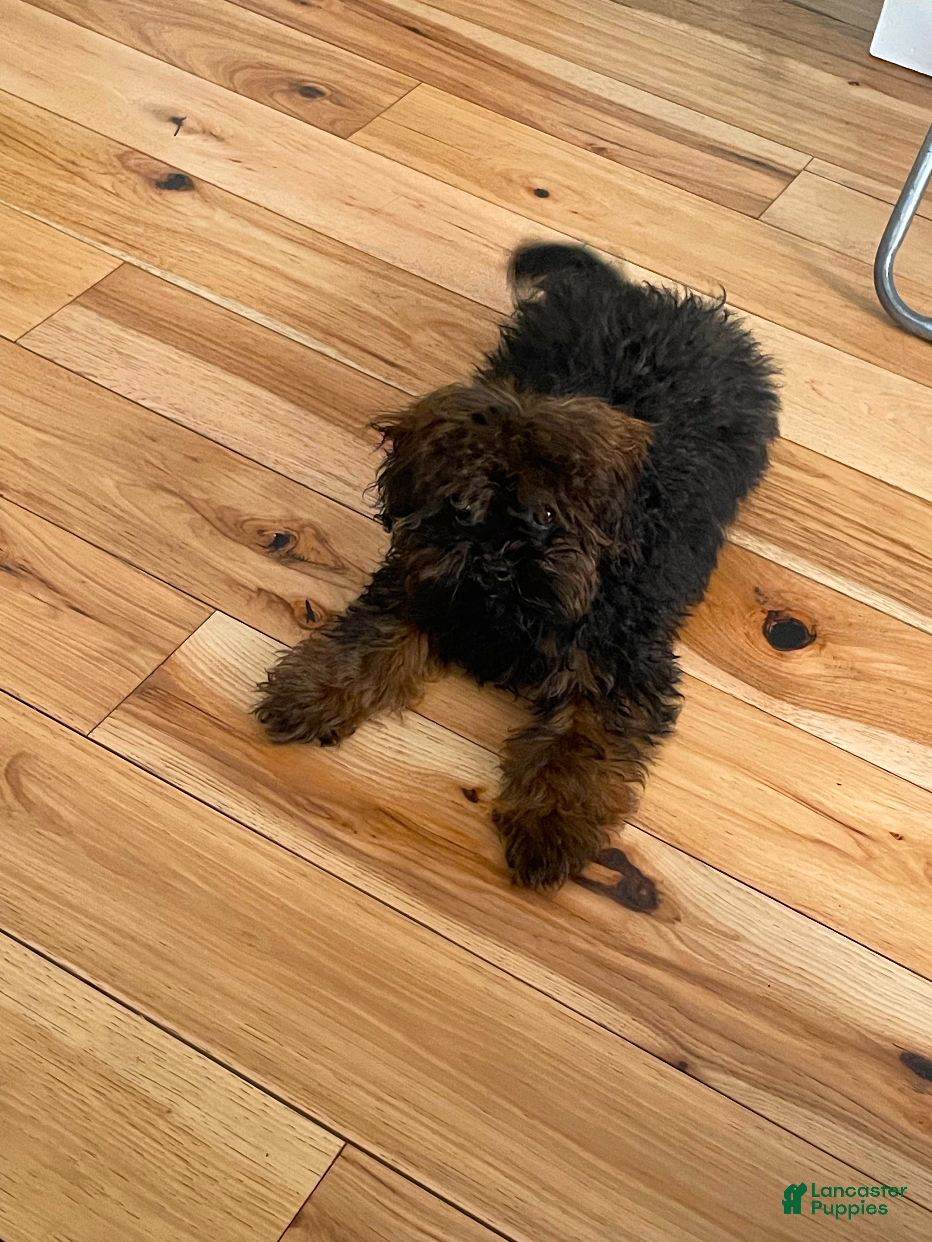 Shihpoo dogs Shihpoo Puppy 1 - Ad 38