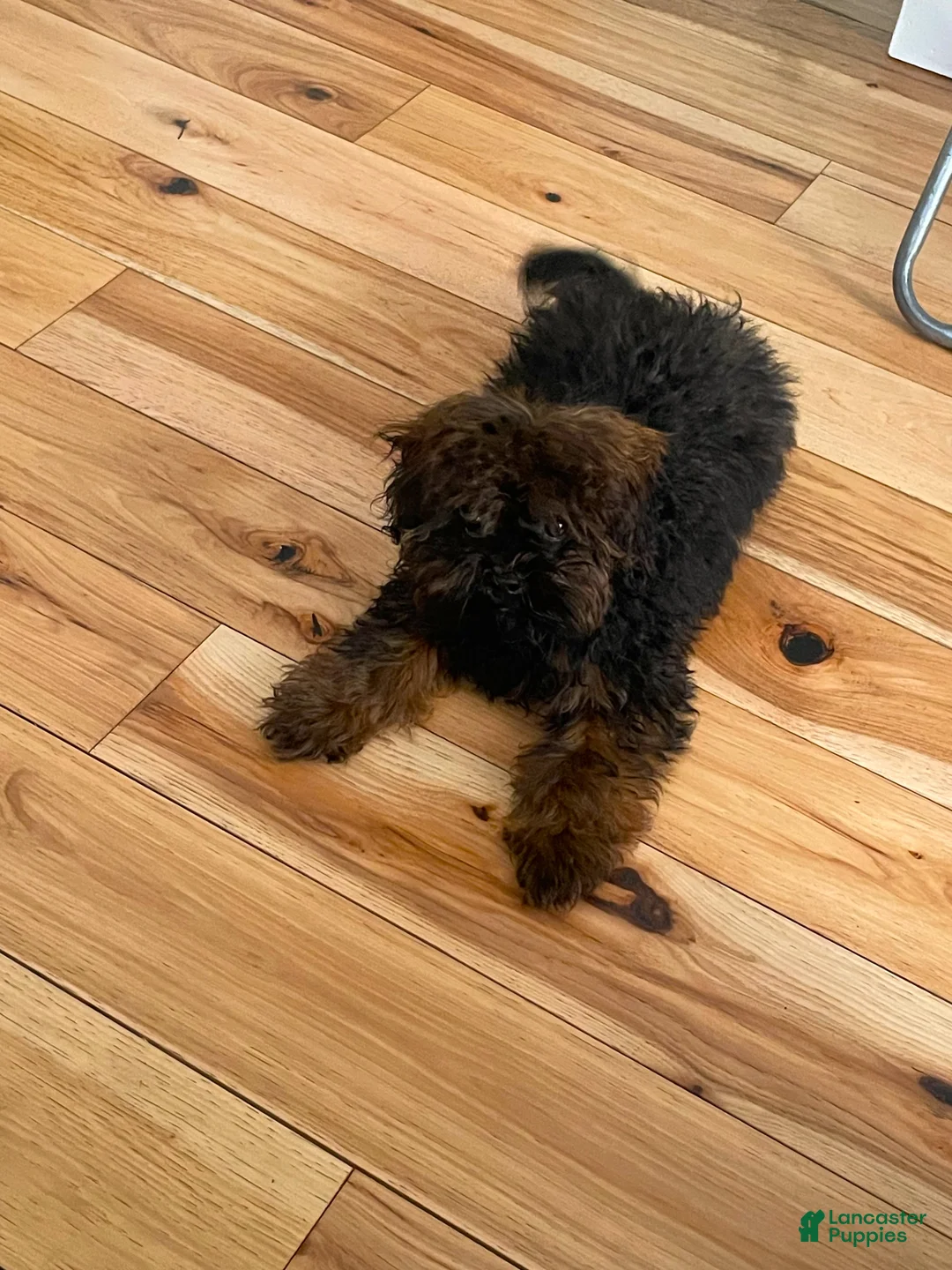 Shihpoo dogs for sale: Shihpoo Puppy 1 - Ad 1