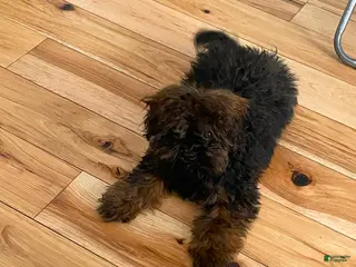 Shihpoo dogs Shihpoo Puppy 1 - Ad 38