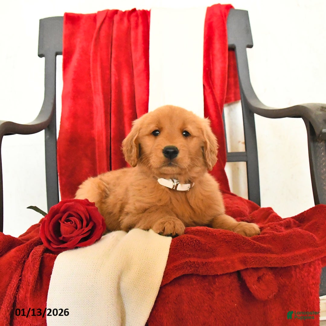 Golden Retriever dogs for sale: Judeth - Ad 2