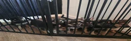 German Shepherd dogs for sale: German Shepherd 2 - Ad 3