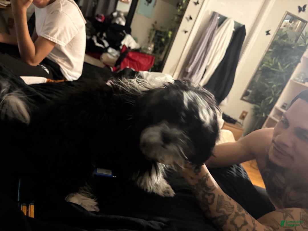 Shihpoo dogs for sale: Shihpoo Puppy 1 - Ad 2