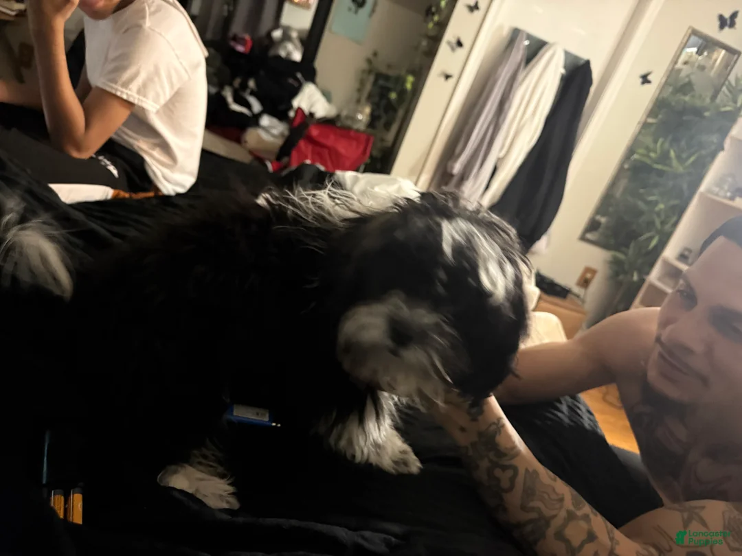 Shihpoo dogs for sale: Shihpoo Puppy 1 - Ad 2