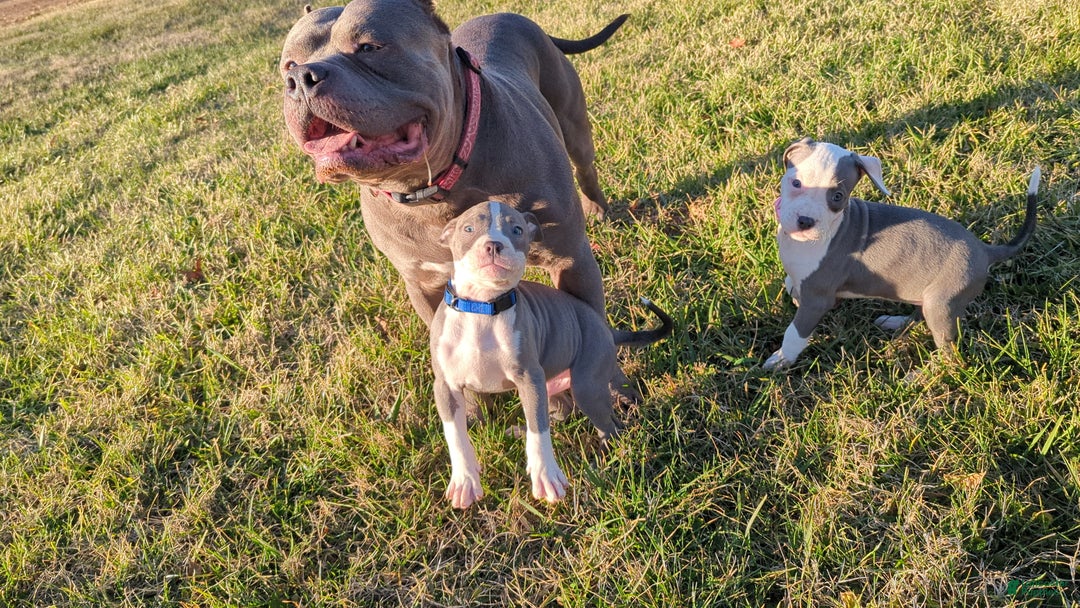 American Bully dogs for sale: Classic  - Ad 8