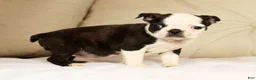 Boston Terrier dogs for sale: Pansy - Ad 8