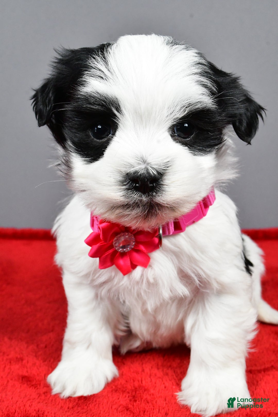 Havanese dogs for sale: Daliah - Ad 6