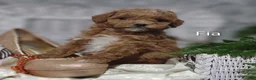 Shihpoo dogs for sale: Fia- on hold - Ad 3