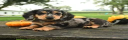 Miniature Dachshund dogs for sale: Pumpkin - Ad 3