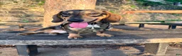 Miniature Dachshund dogs for stud: Oaties  - Ad 2