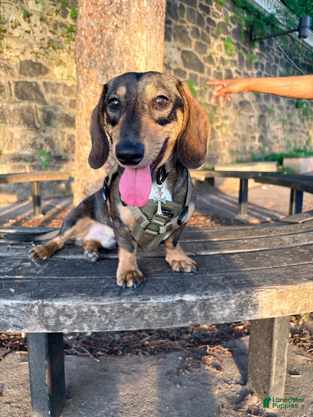 Miniature Dachshund dogs for stud: Oaties  - Ad 2