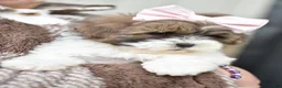 Mixed Breed dogs for sale: Sophia - Ad 2