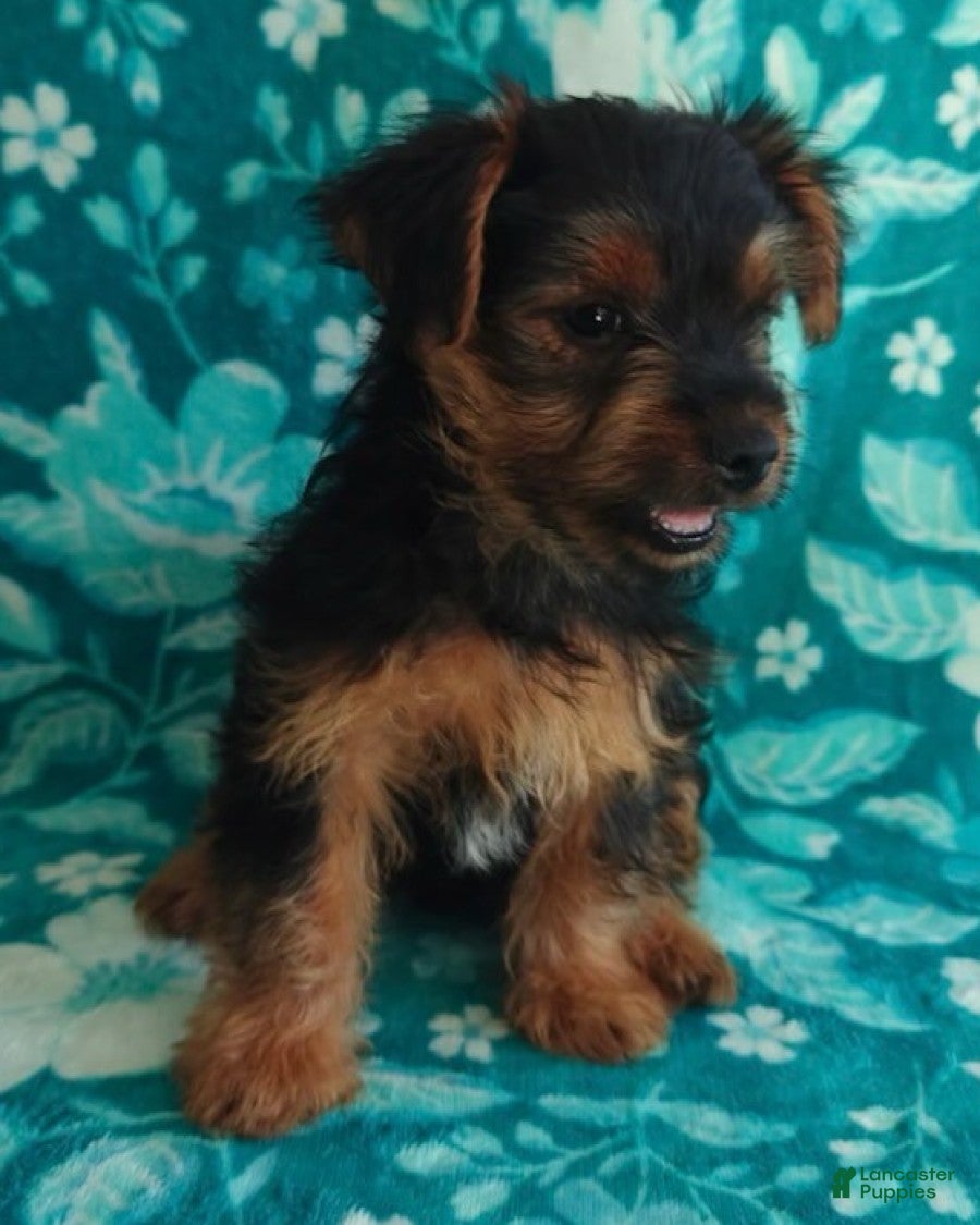 Yorkshire Terrier dogs Buster - Ad 2