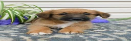 Corgipoo dogs for sale: Lincoln  - Ad 1