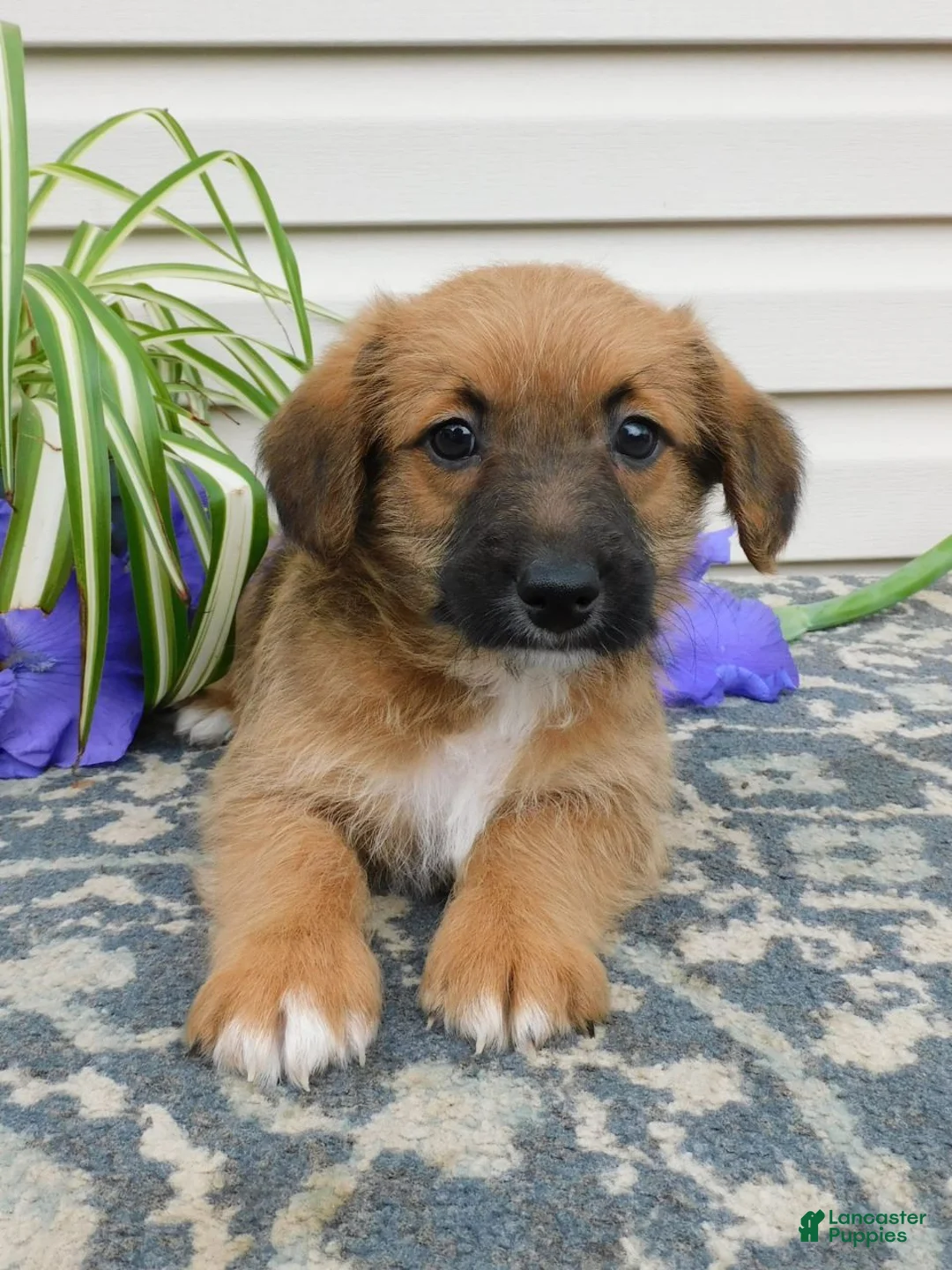 Corgipoo dogs for sale: Lincoln  - Ad 1