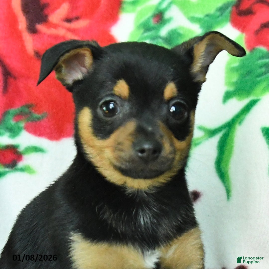 Chihuahua dogs for sale: Allen - Ad 4