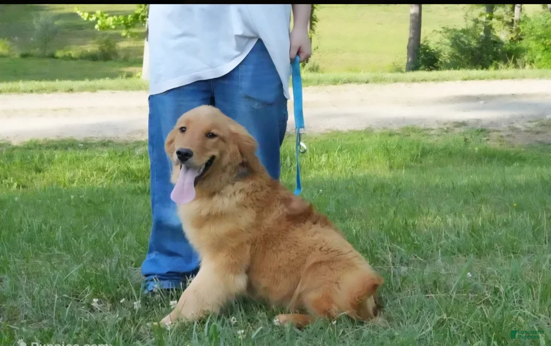 Golden Retriever dogs for sale: Maple - Ad 1