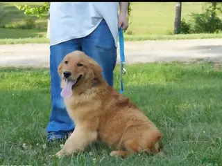 Golden Retriever dogs Maple - Ad 26