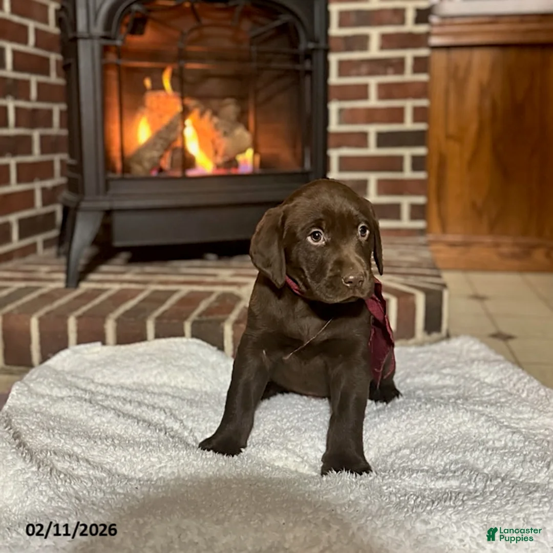 Labrador Retriever dogs for sale: Blake  - Ad 2